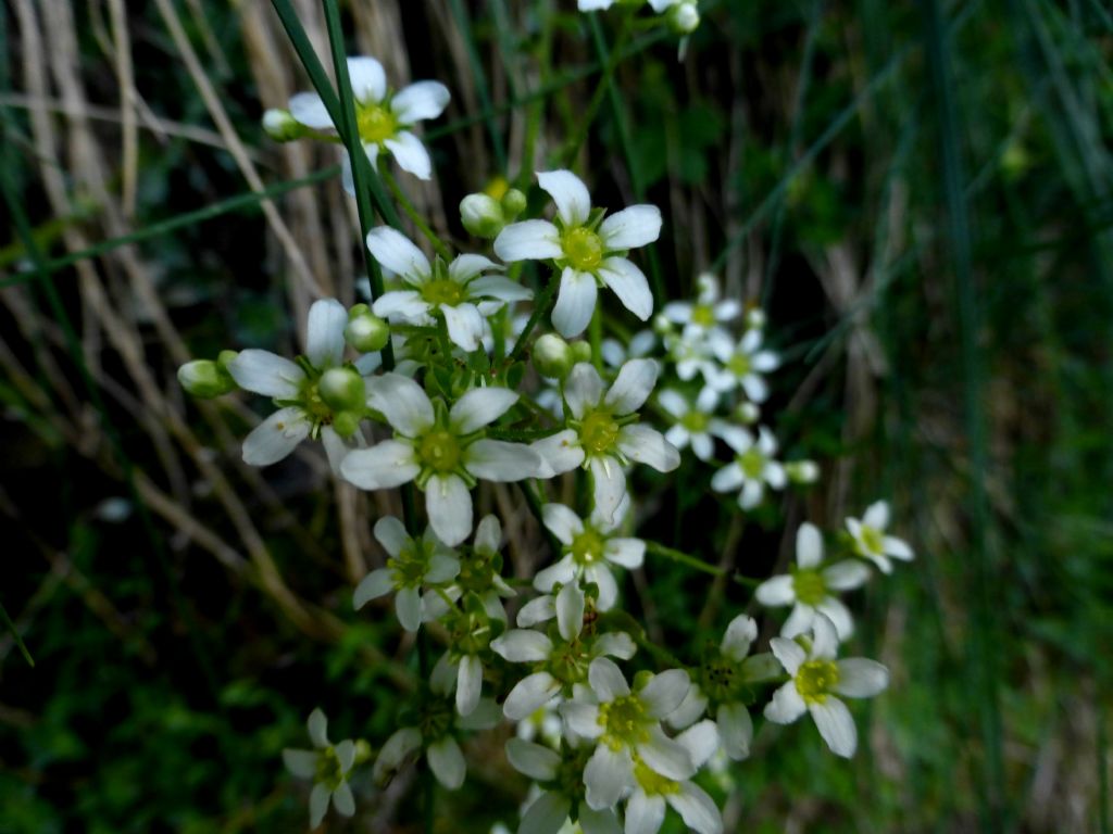 Saxifraga paniculata